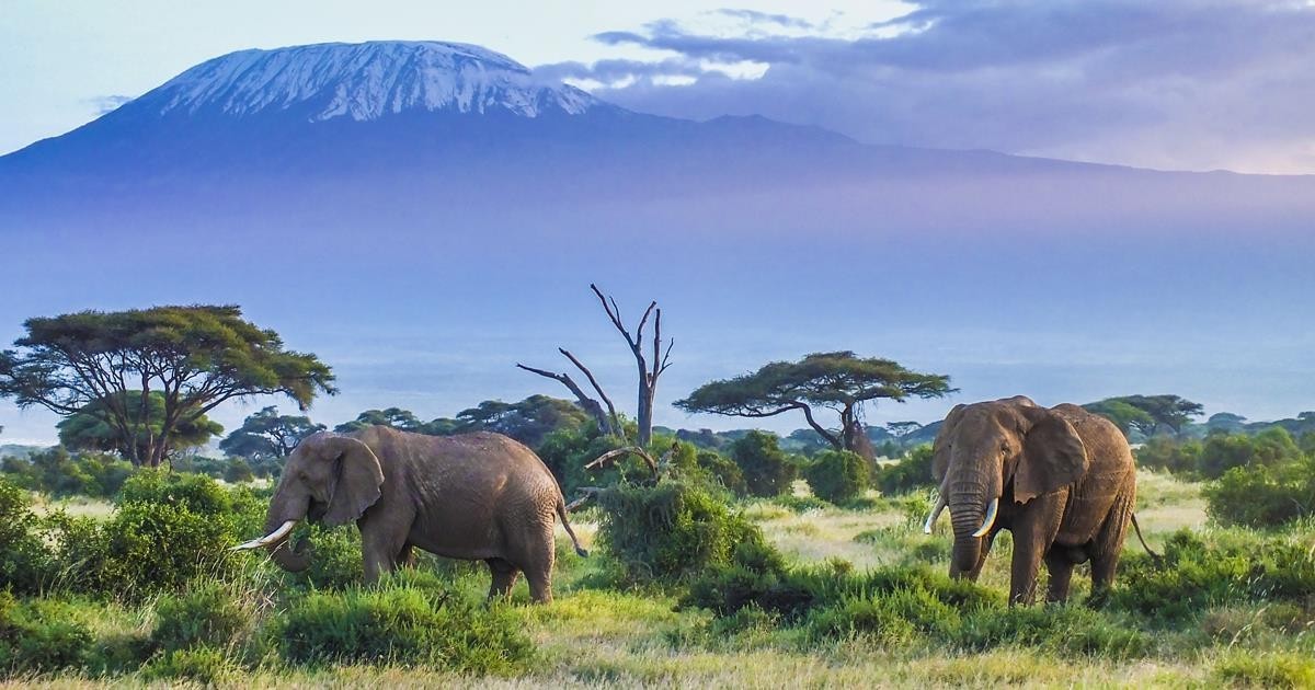 Amboseli Elephant