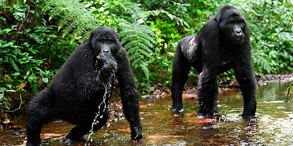 Bwindi-impenetrable-national-park